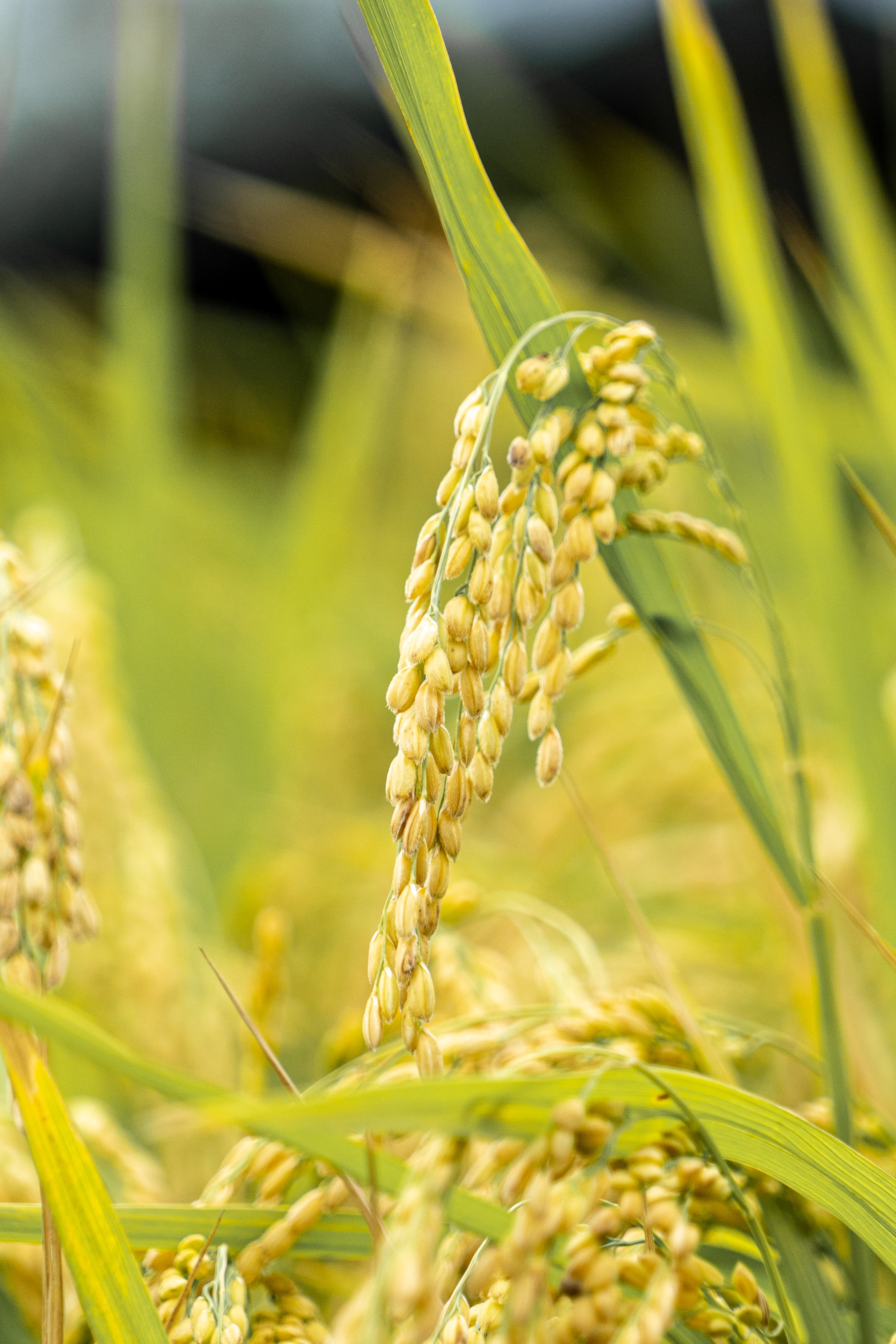 Image of the rice cultivation