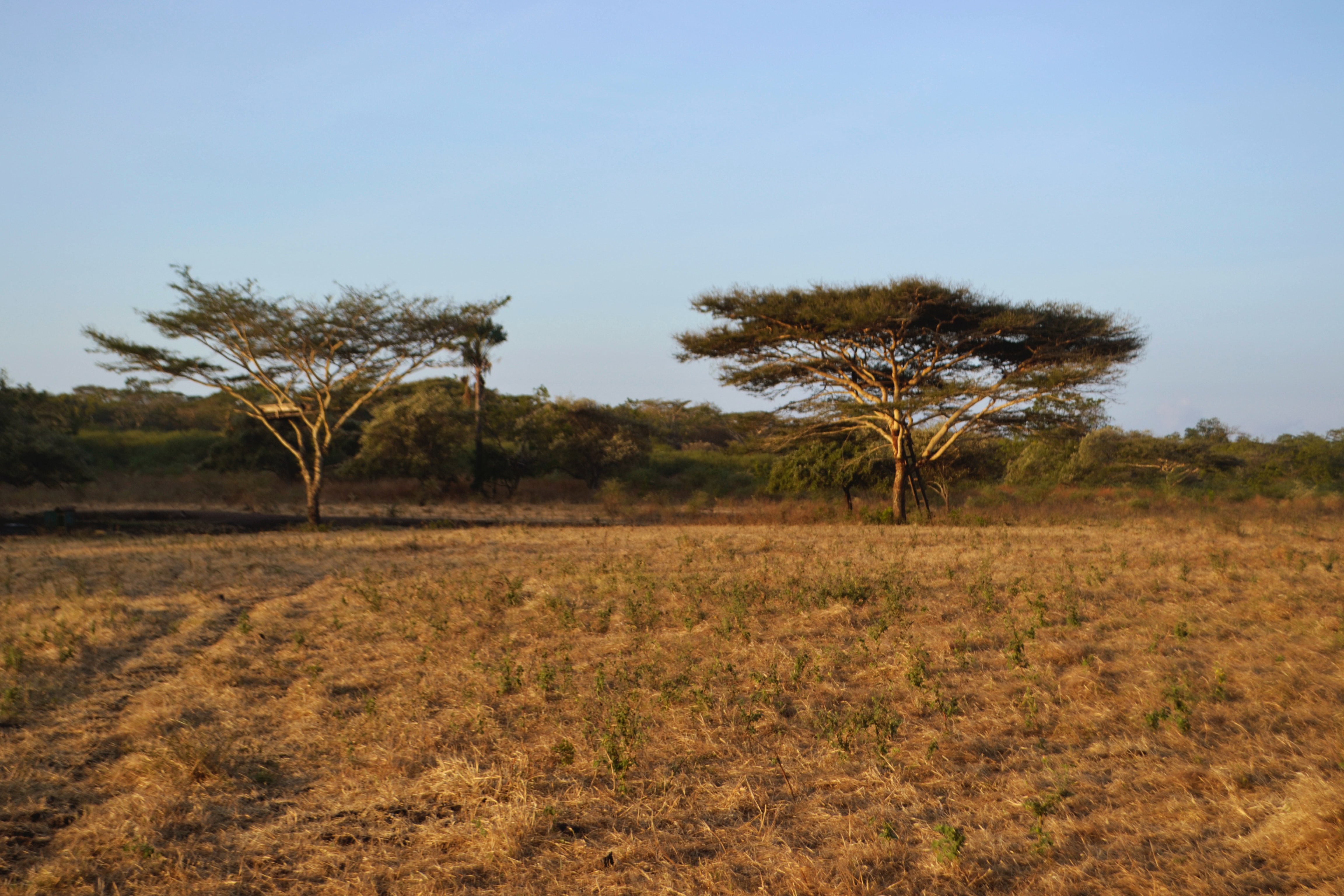 image of a savannah